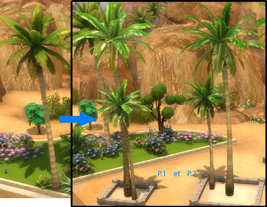 Palmiers éventail du désert