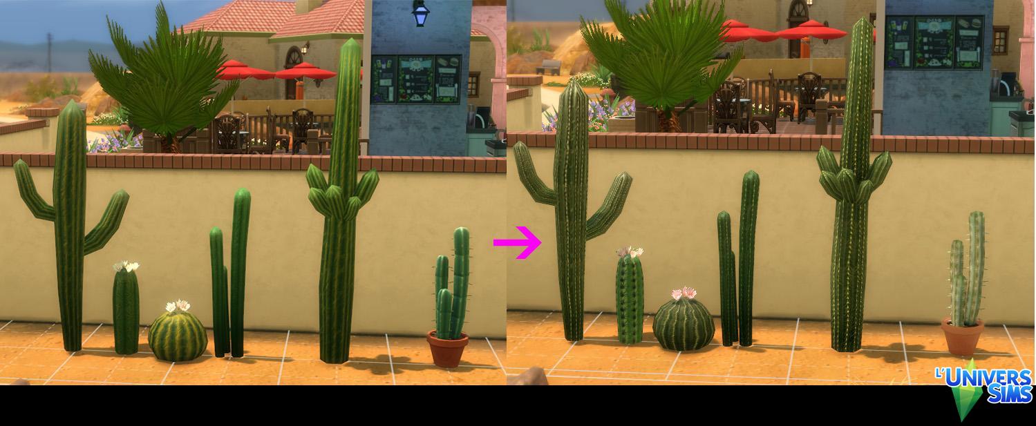 Cactus