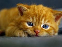 Miaou