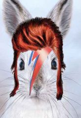 Bowie lapin miniature