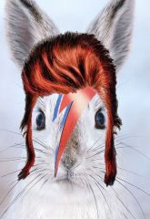 Bowie lapin