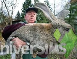 gros lapin