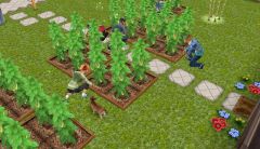 20140601 - Tigrou et les planteurs...