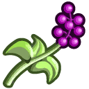 Berries.png