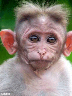 petit_singe-gif_320_320_256_9223372036854775000_0_1_0.gif