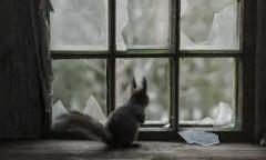 ecureuil abandonné.jpg