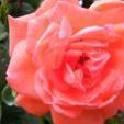 Anne Rose Monoro