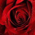 Rose05102102