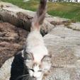 Olivia Missillier