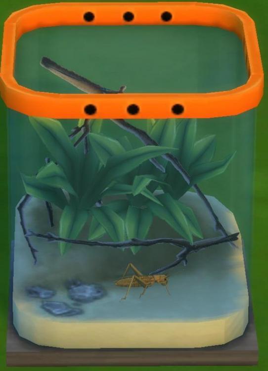 Sims 4 collections insectes criquet.jpg