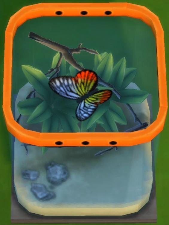 Sims 4 collections insectes papillon delias eucharis.jpg