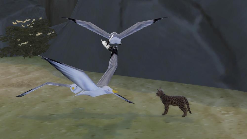 Sims 4 collections plumes chat avec oiseaux.jpg