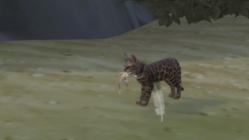 Sims 4 collections plumes chat avec plumes.jpg