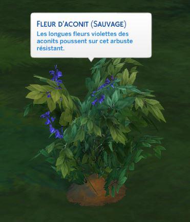 Captaure4.JPG