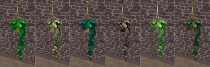 Plante grimpante de plafond