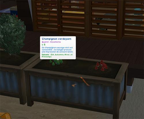 2.champignon verdoyant qui va être bouturer.jpg