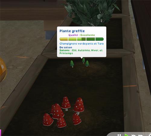 4.champignon verdoyant greffé avec un taro.jpg