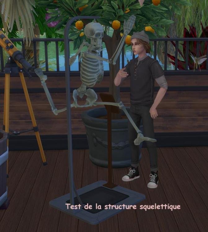 Cepzid squelette anatomique TS3-TS4-luniversims.fr3.jpg