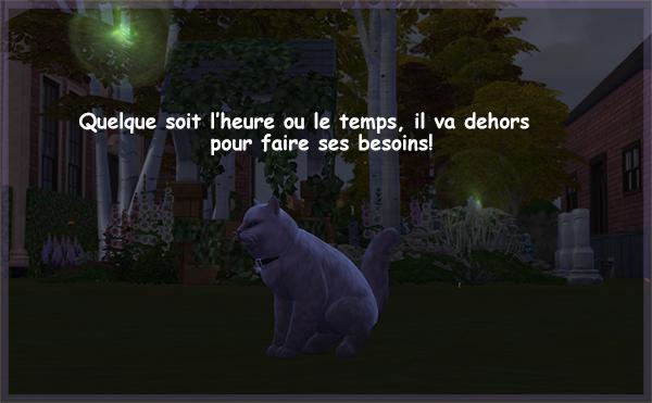 laurelie, le chat va dehors pour faire ses besoins, luniversims.fr mod Sims4.jpg