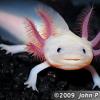 The Deustch Axolotl