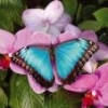 mariposa64