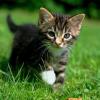 Angediams