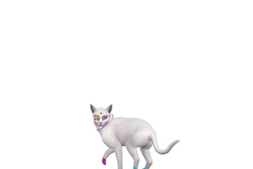 Plus d’informations sur «&nbsp;Quinn cat&nbsp;»