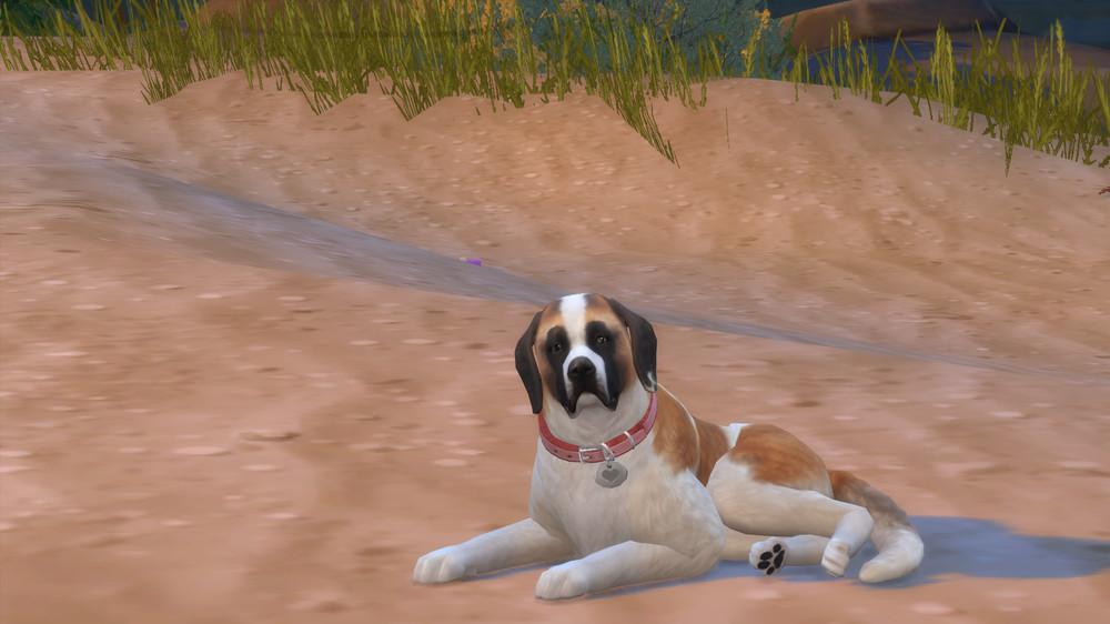 Cookie Saint-Bernard