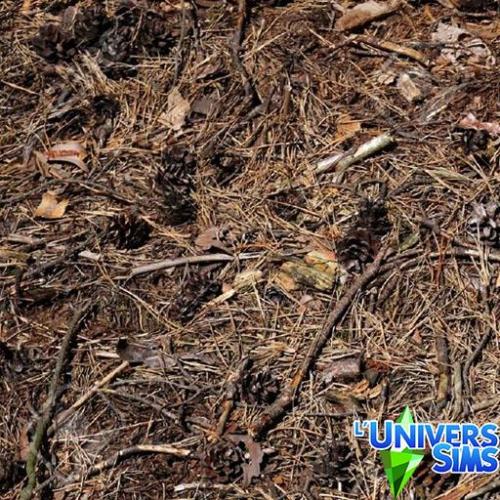 Plus d’informations sur «&nbsp;Épines de pin&nbsp;»