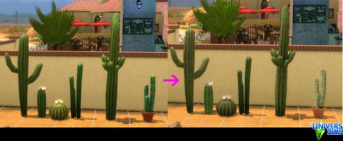 Plus d’informations sur «&nbsp;Cactus&nbsp;»