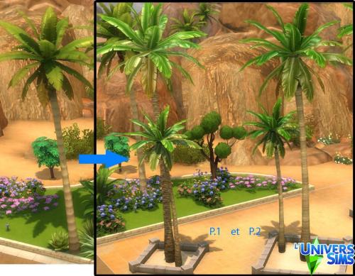 Plus d’informations sur «&nbsp;Palmiers éventail du désert&nbsp;»