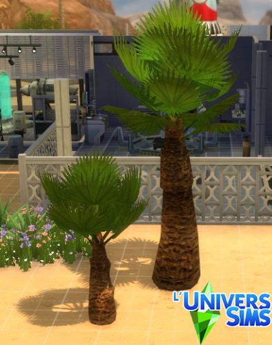 Plus d’informations sur «&nbsp;Palmier Royal et Majestueux&nbsp;»