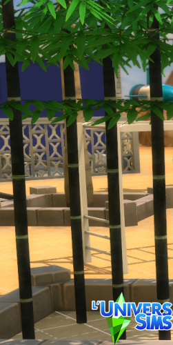 Plus d’informations sur «&nbsp;Bambou ornemental&nbsp;»